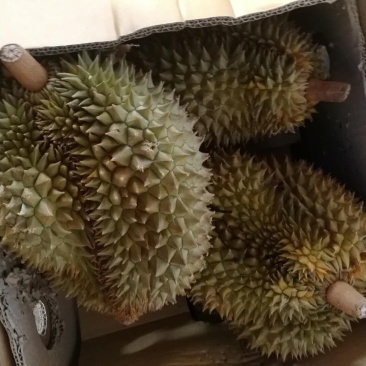金枕头榴莲3~5斤