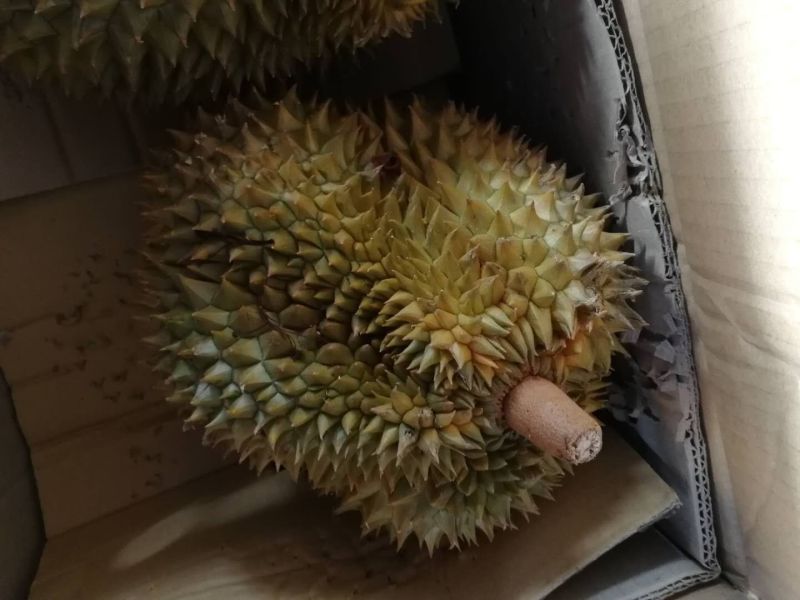 金枕头榴莲3~5斤