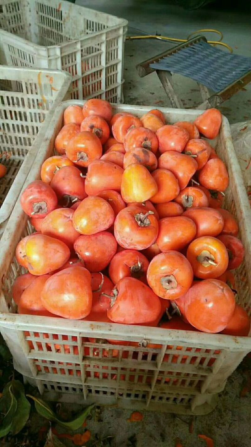 柿饼1~2两