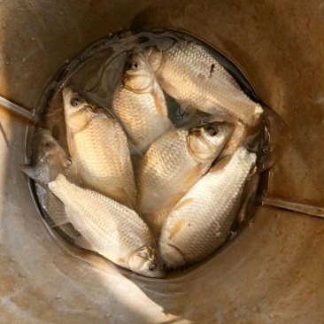 池鲤鱼2两鱼苗