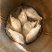 池鲤鱼2两鱼苗