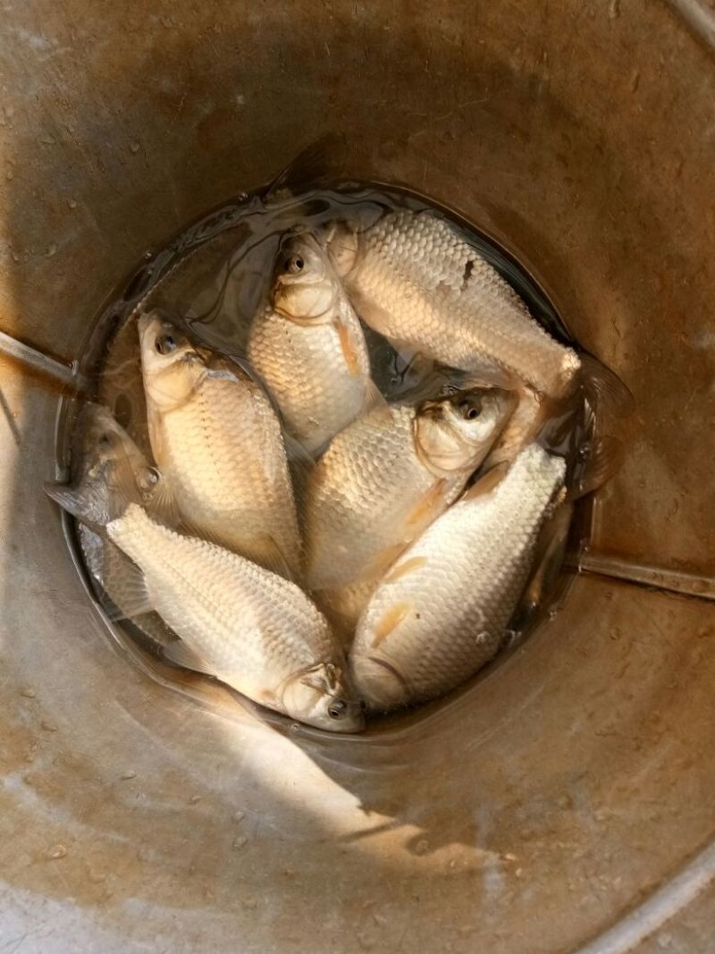 池鲤鱼2两鱼苗