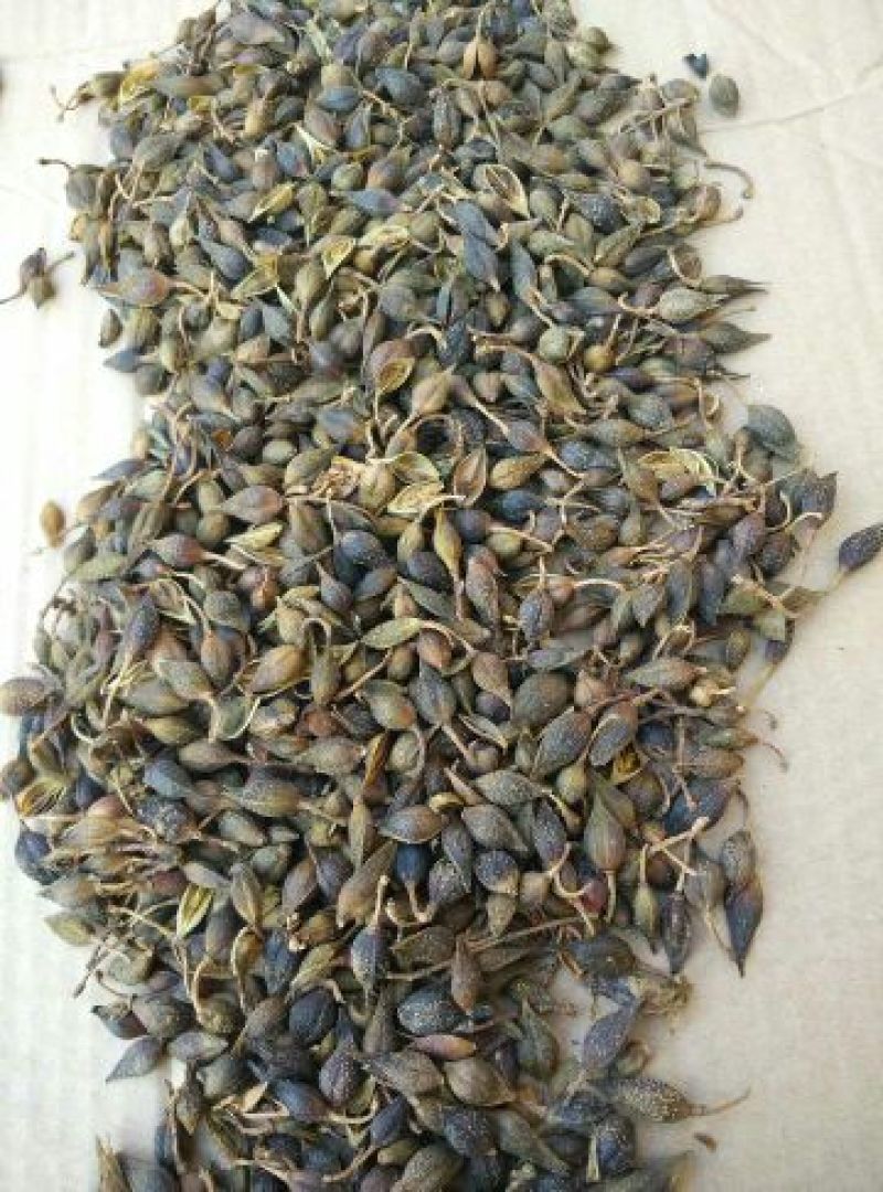 青翘青翘水煮统