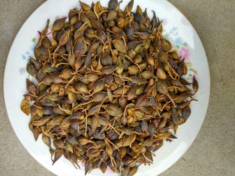 青翘青翘水煮统