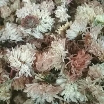 药用菊花袋装
