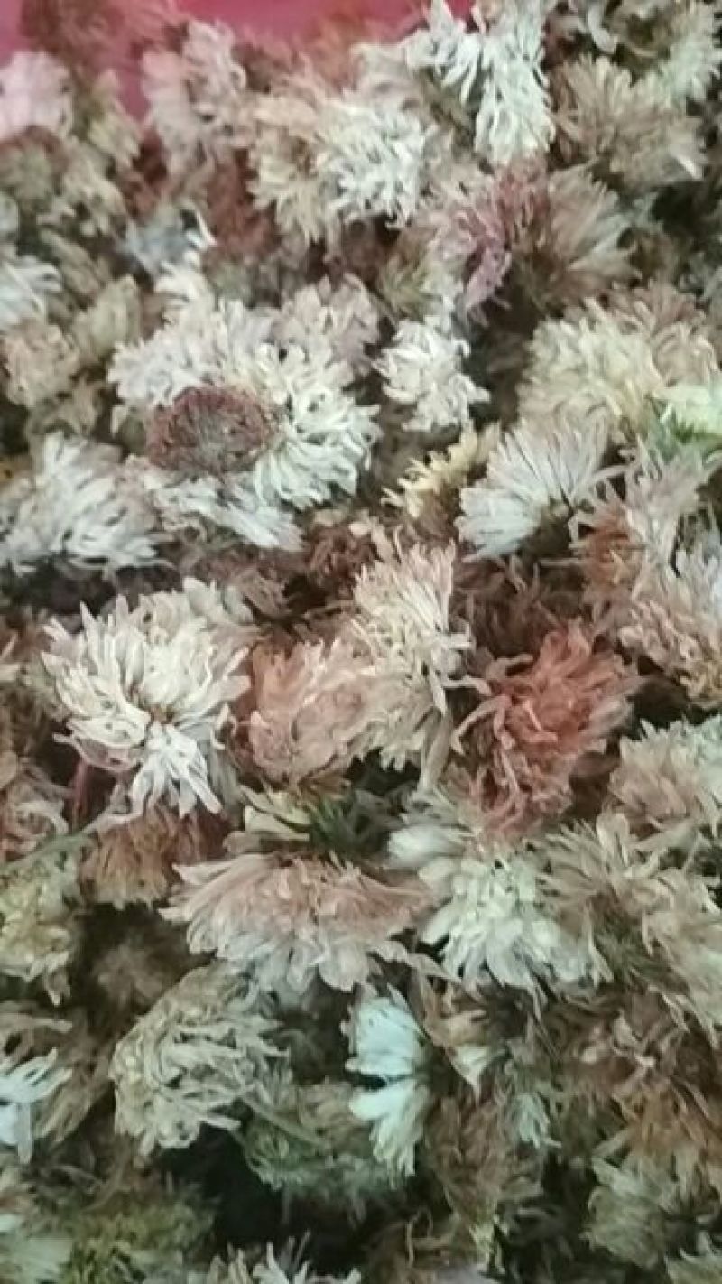 药用菊花袋装
