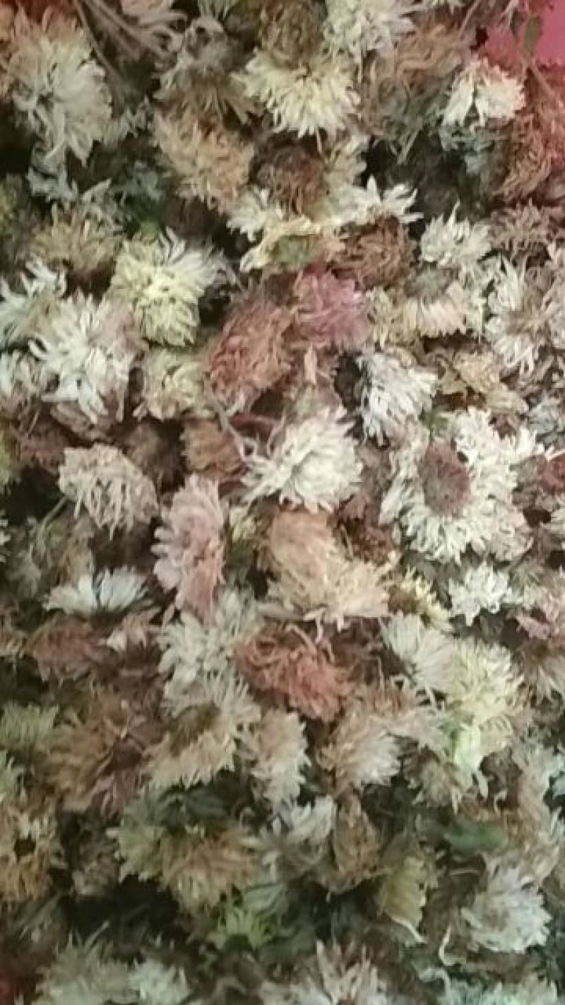 药用菊花袋装