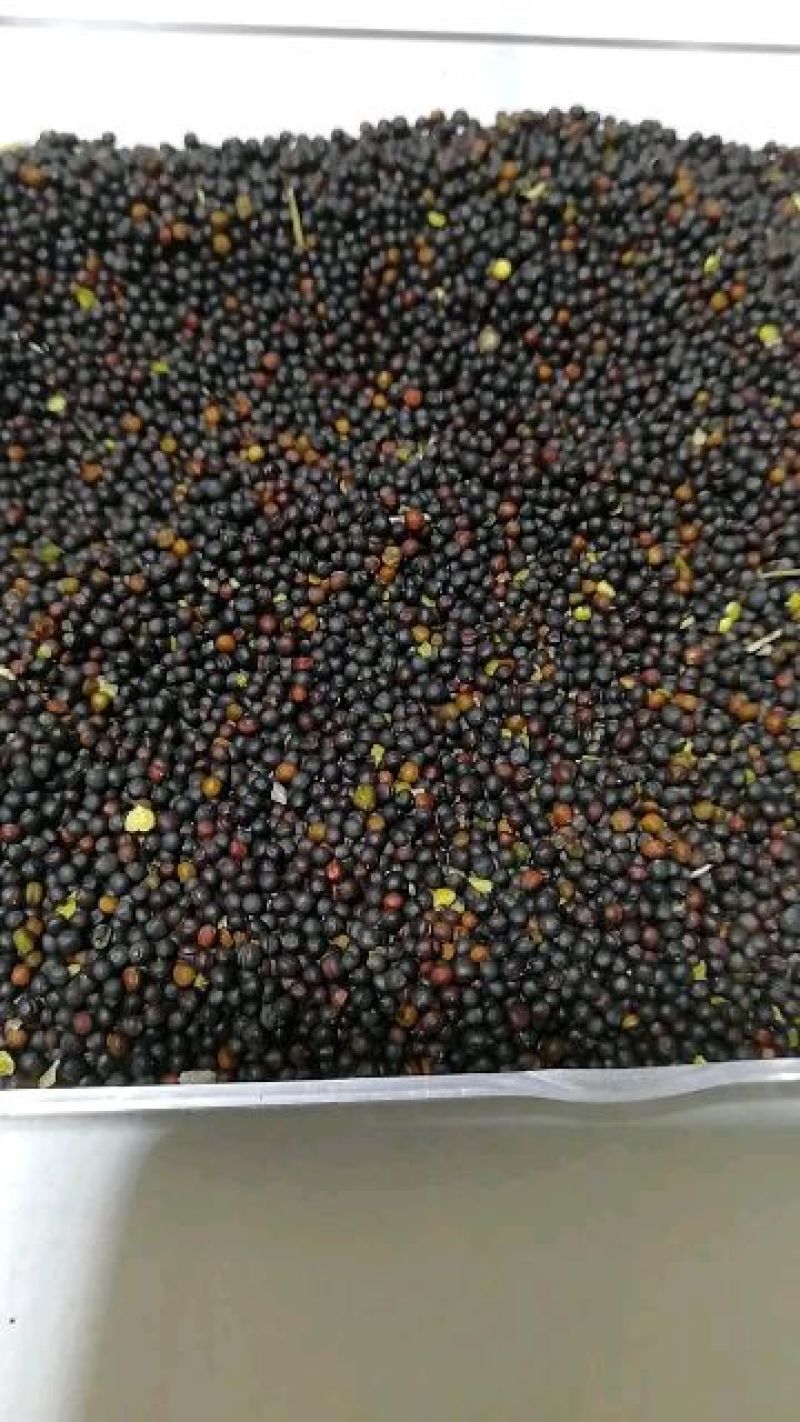 油菜籽1级