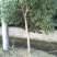 桂花树12~14cm3~3.5米1~2米