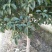 桂花树12~14cm3~3.5米1~2米