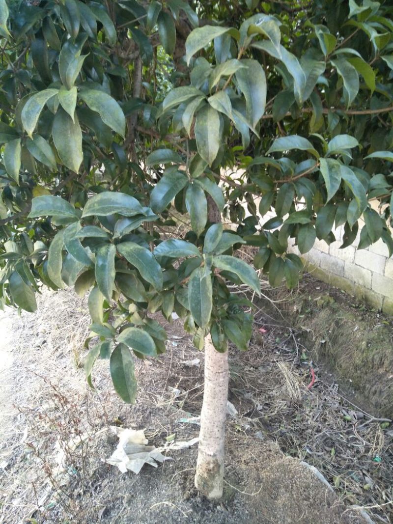 桂花树12~14cm3~3.5米1~2米