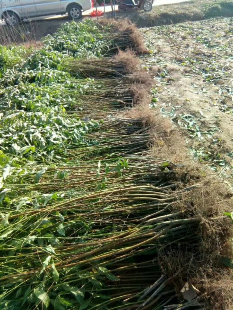 映霜红桃苗套袋映双红桃树苗南北方种植