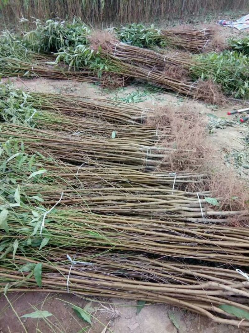 映霜红桃苗套袋映双红桃树苗南北方种植