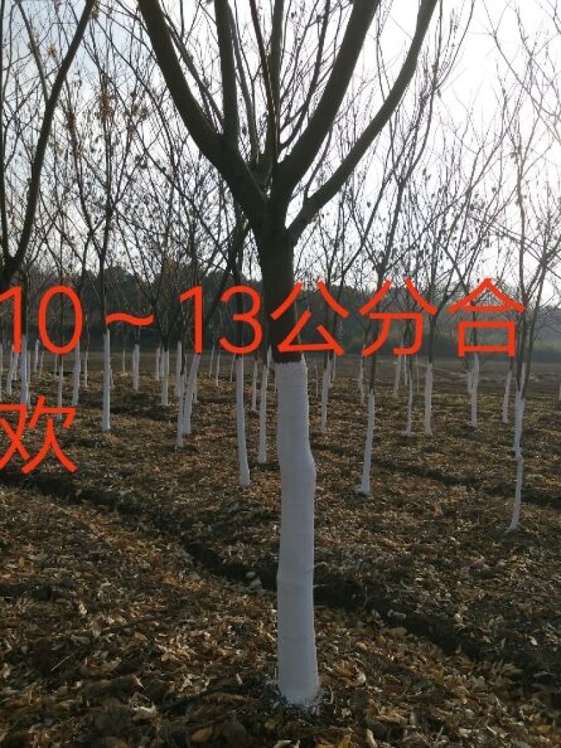 合欢14/15欢迎洽谈欢迎洽谈