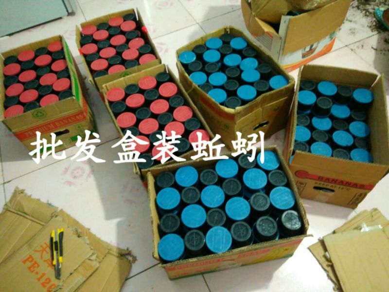批发盒装蚯蚓，野钓，种苗，鱼食，鱼饵，鸟食，中大号蚯蚓