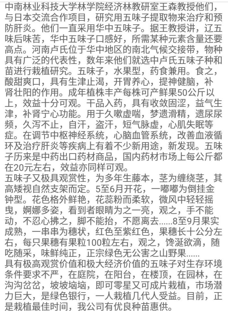 五味子苗
