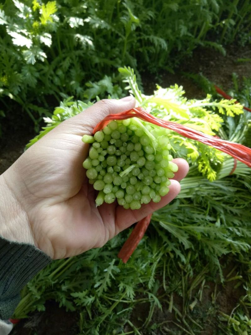 【茼蒿】小叶茼蒿大量现货，现采现发产地直发质量保证！