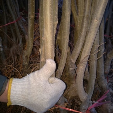板栗苗50~80cm
