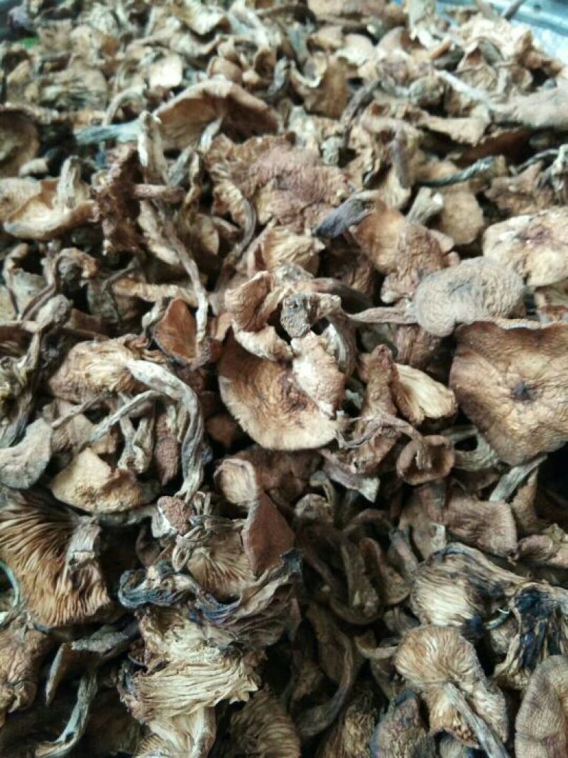 榛蘑一级