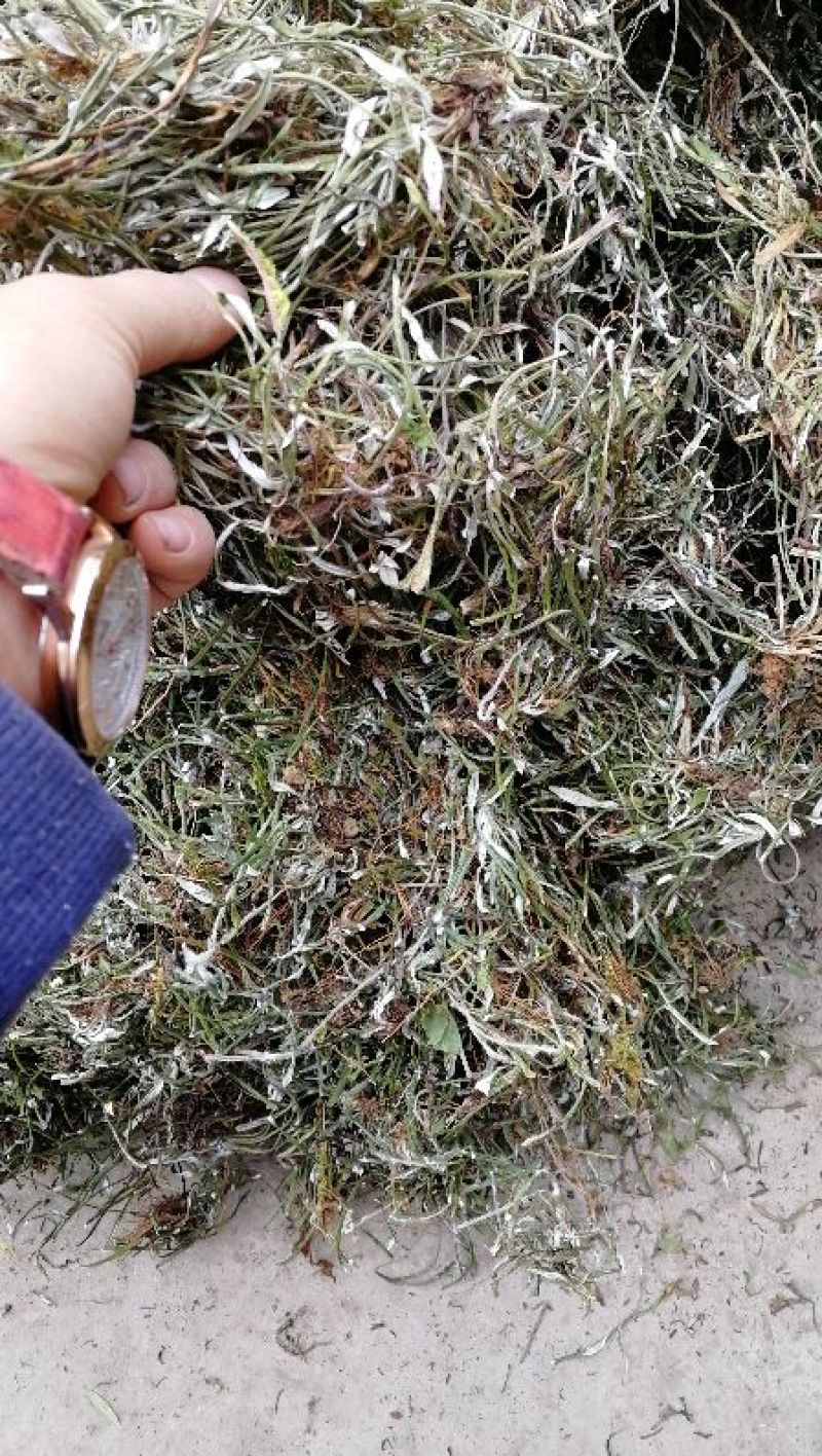 天青地白草