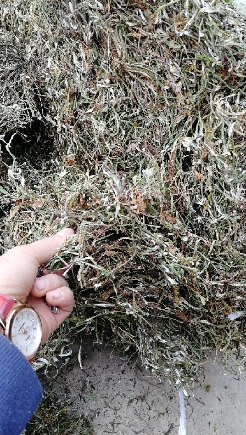 天青地白草