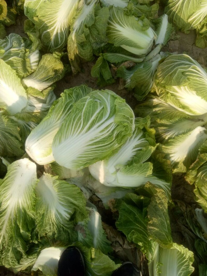 青杂三号白菜质量保证