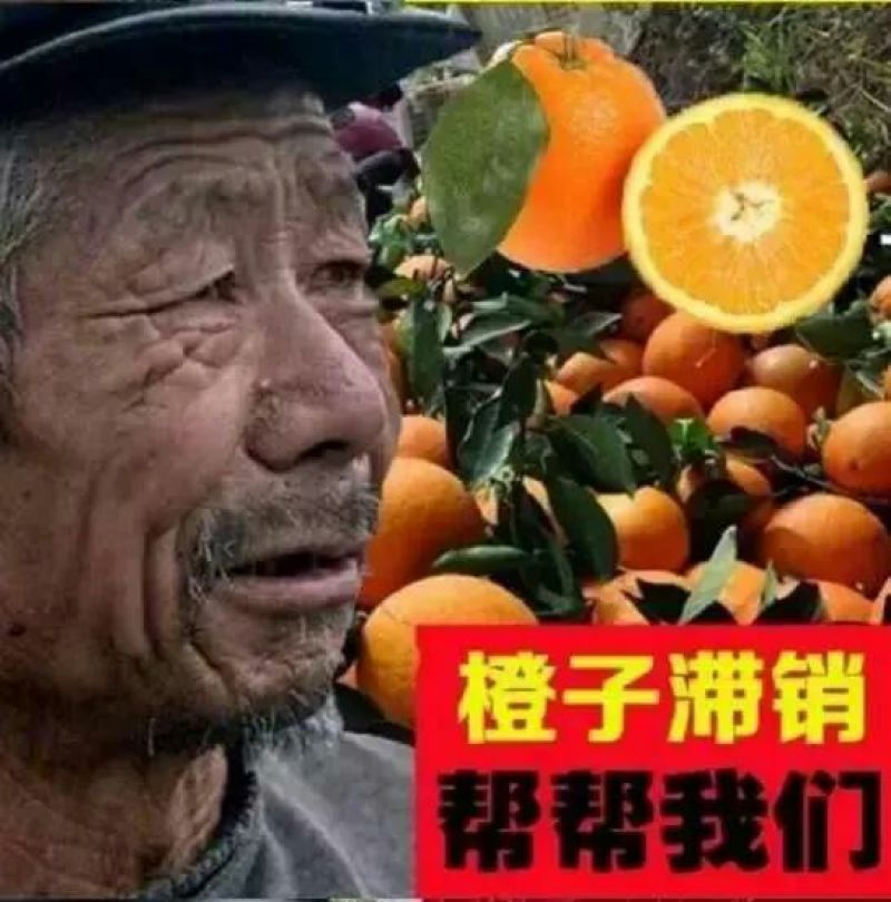 万亩纽荷尔脐橙子赣南脐橙电商社区团购一件代发