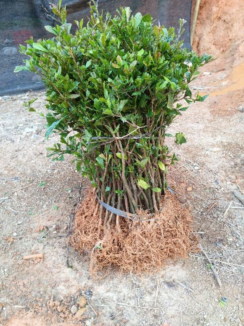 神秘果苗