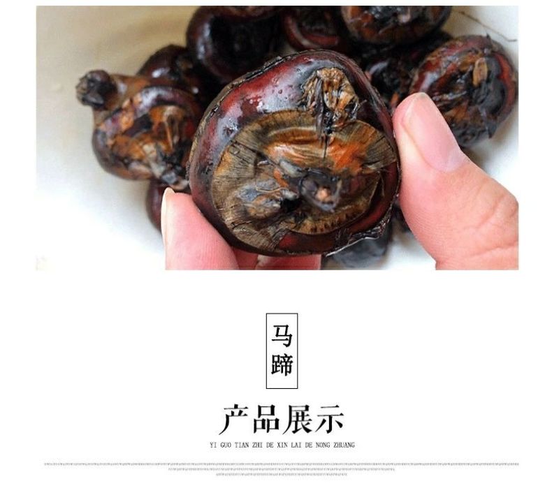 珍珠马蹄大号