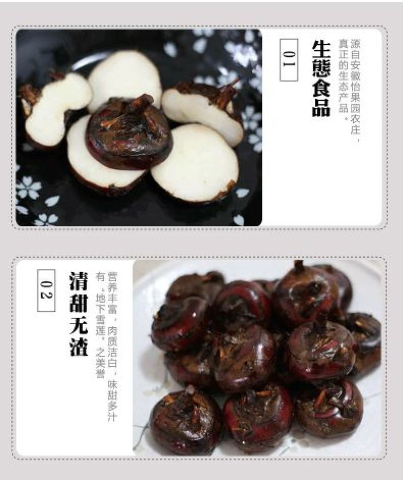珍珠马蹄大号