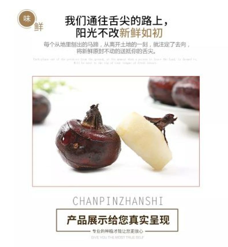 珍珠马蹄大号
