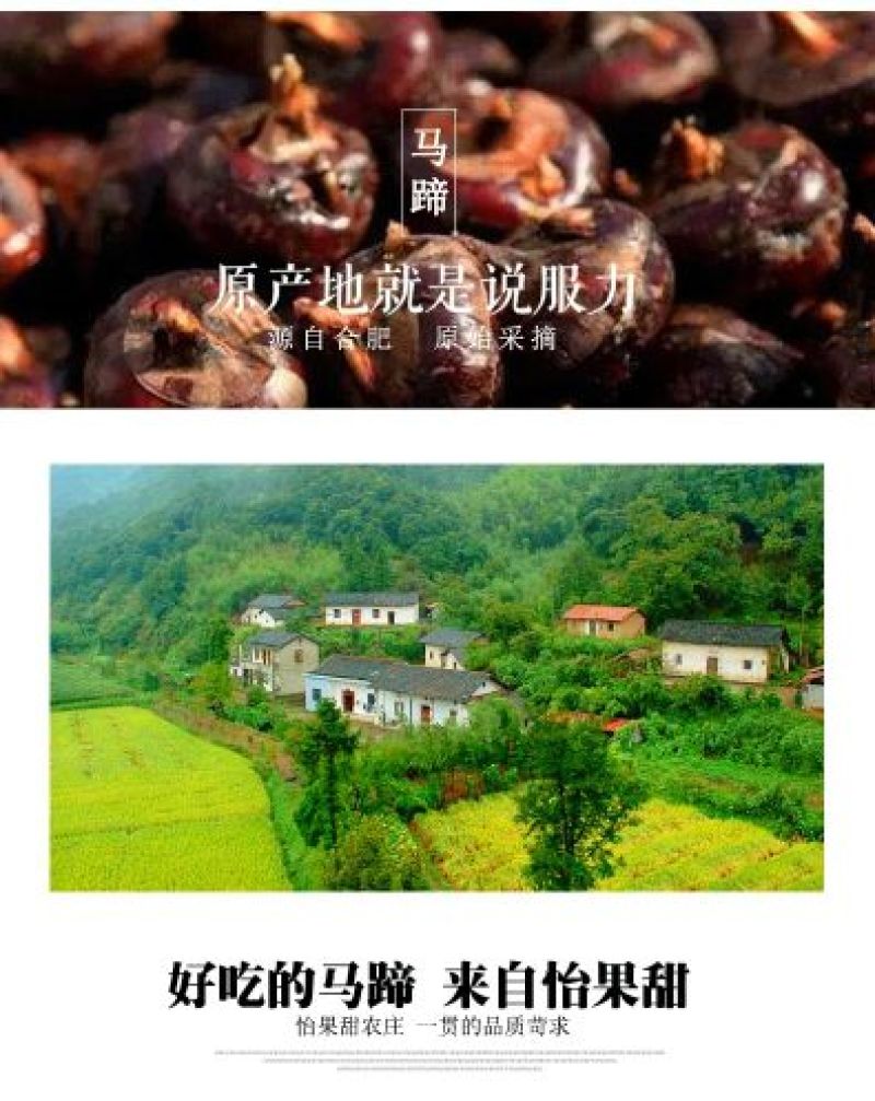 珍珠马蹄大号