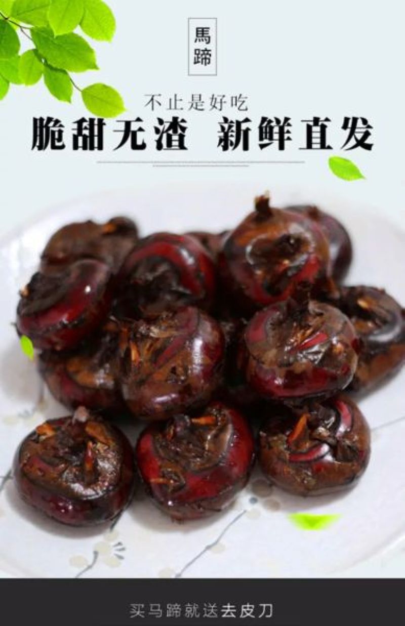 珍珠马蹄大号