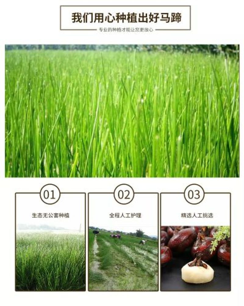 珍珠马蹄大号