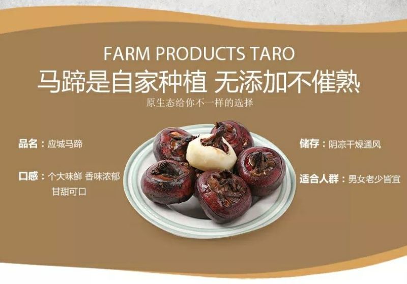 珍珠马蹄大号