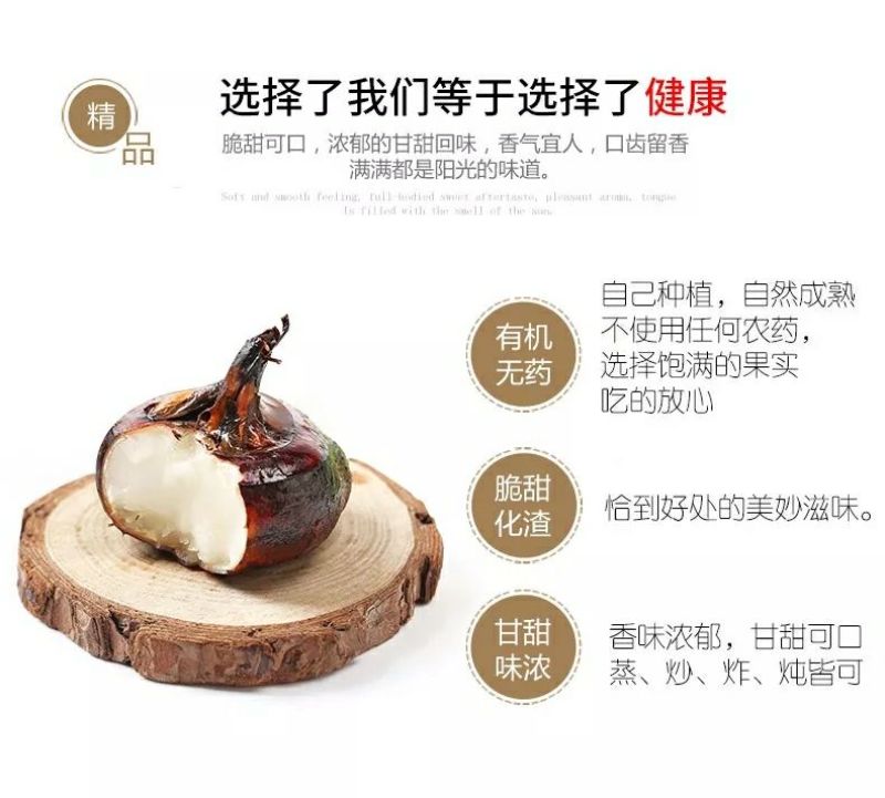 珍珠马蹄大号