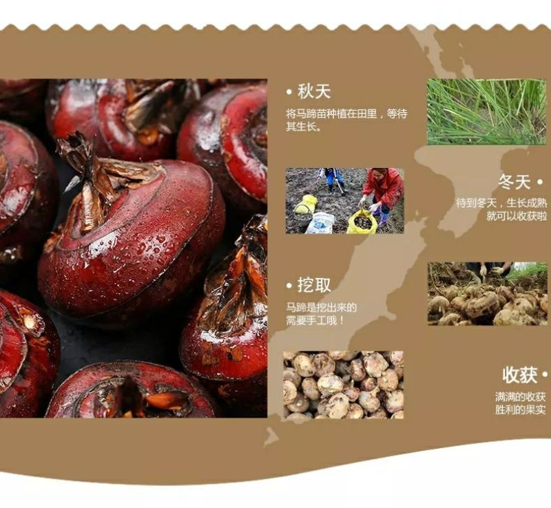 珍珠马蹄大号