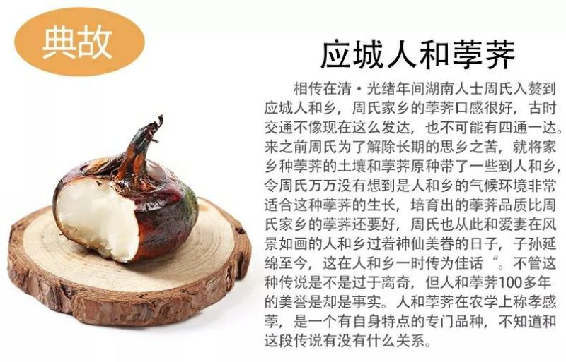 珍珠马蹄大号