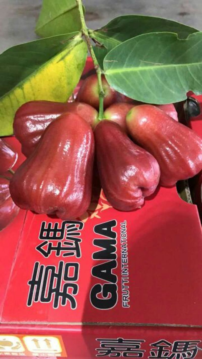莲雾9~11厘米