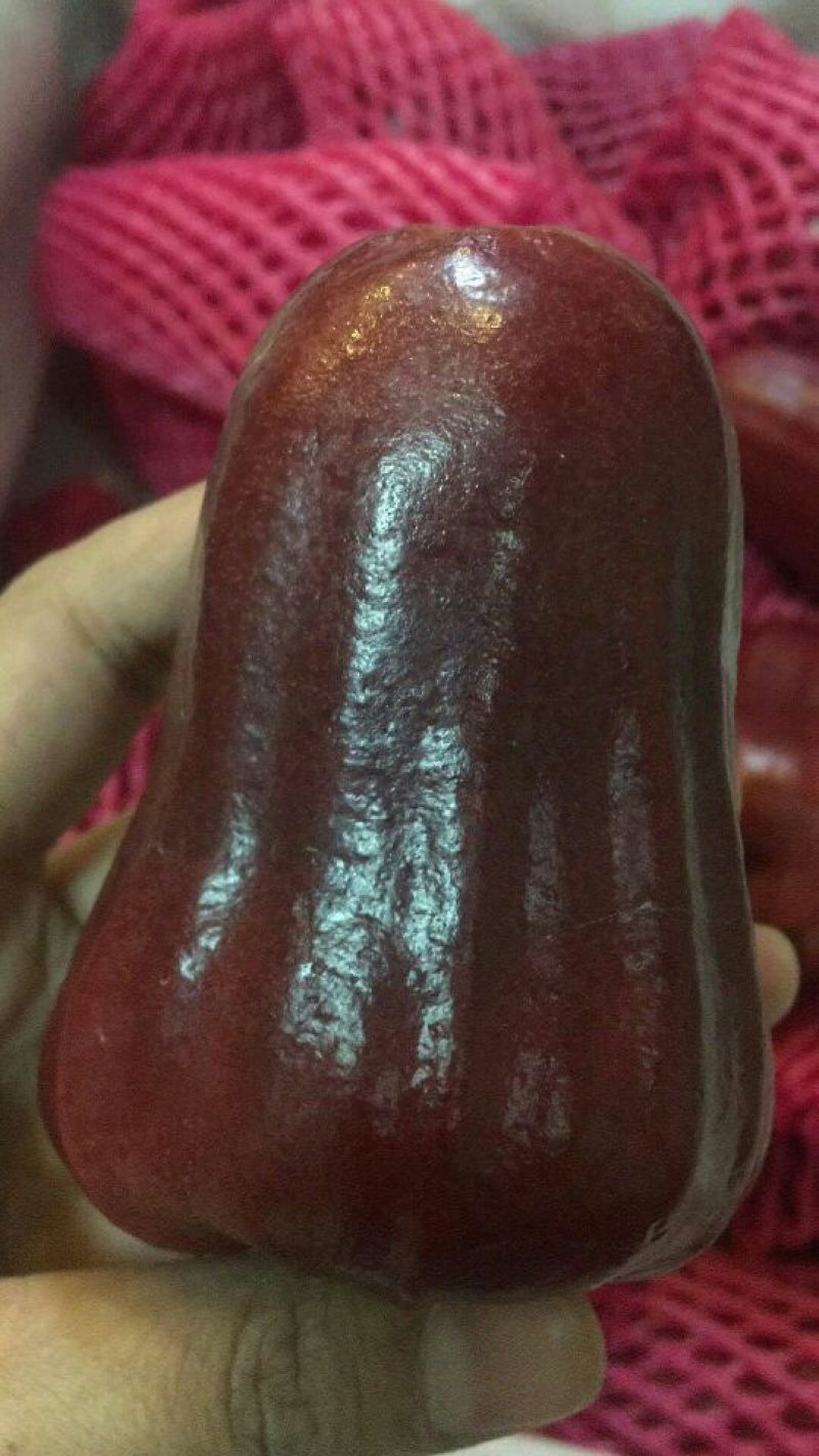 莲雾9~11厘米