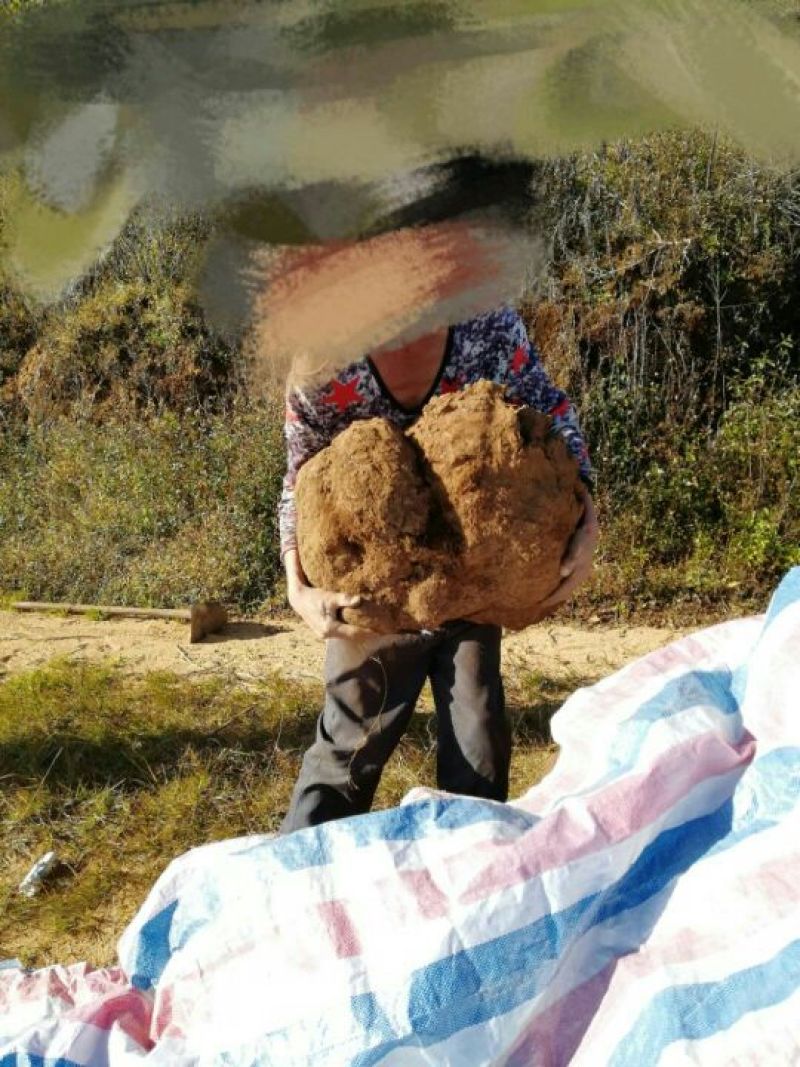 茯苓菌种栽培种