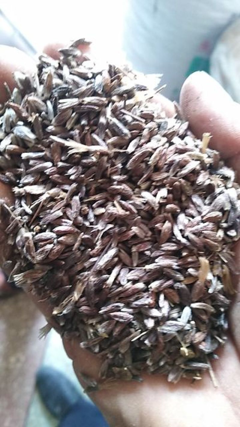 苍术种子苍术种子