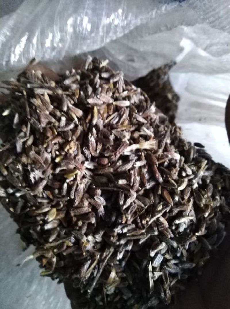 苍术种子苍术种子