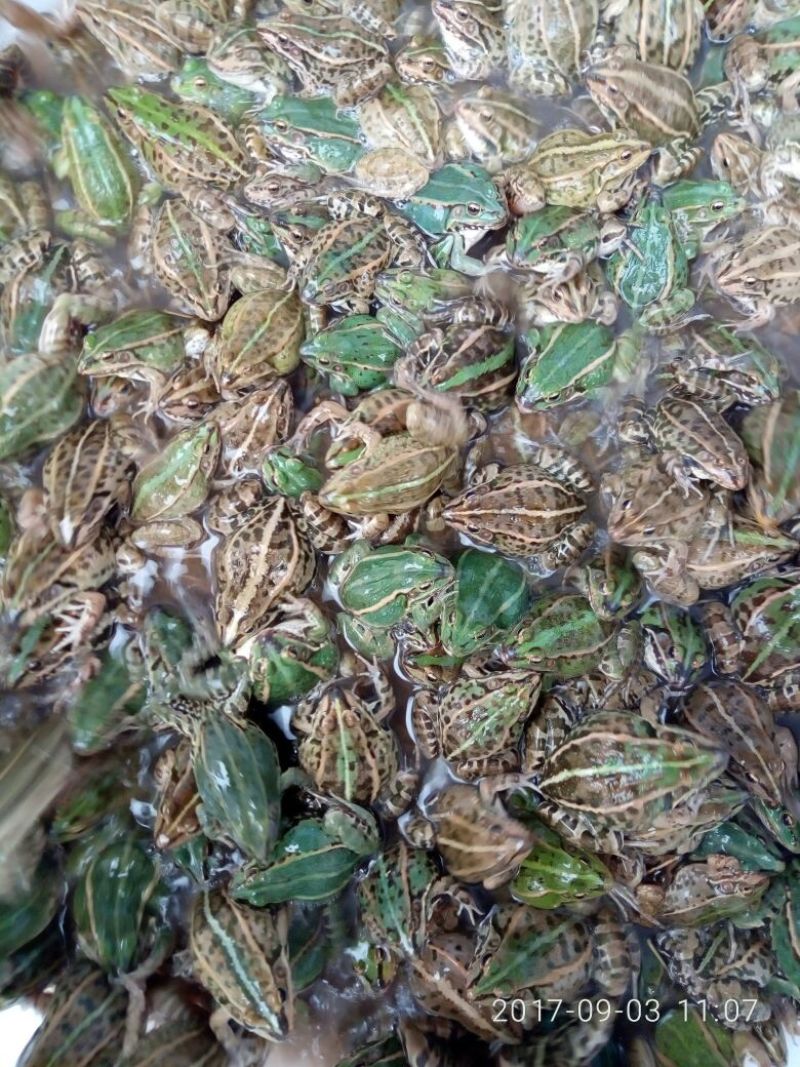 青蛙食用