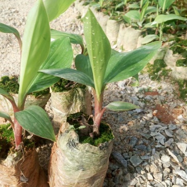 红香蕉苗红色香蕉树苗四季种植