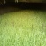 韭黄头茬30~40公分