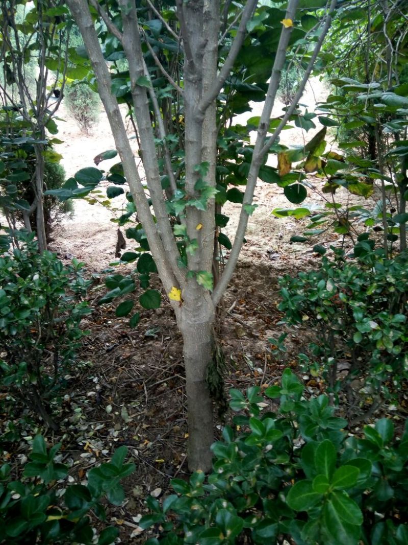 红花木槿树2~4cm4~6cm2.5~3米