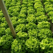 散叶生菜8两~9两