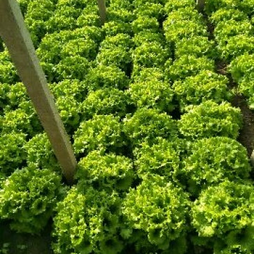 散叶生菜8两~9两
