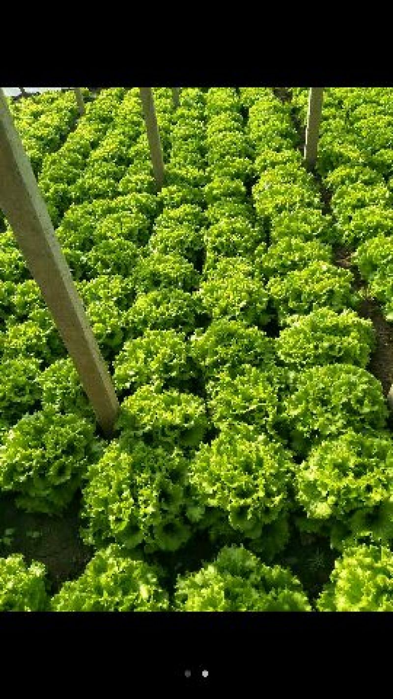 散叶生菜8两~9两